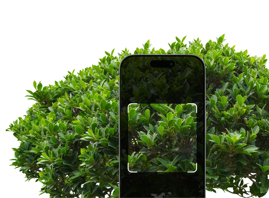 Shrub Identification by Picture – Hero