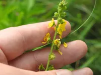 Agrimonie