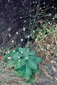 Crambe strigosa
