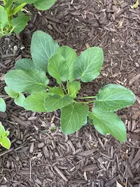 Blue eryngo photo by a Botan App user