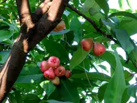 wax apple