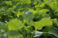 Cabbage