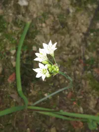 Allium zebdanense (Allium zebdanense) plant