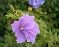 blue hibiscus