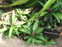 Geo plant (Geogenanthus ciliatus) plant
