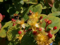 Hypericum androsaemum blooms