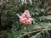 Alpinia shimadae (Alpinia shimadae) plant