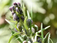 Aconitum tauricum (Aconitum tauricum) plant