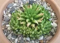 Gouritz Haworthia