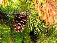 Virginia Pine (Pinus virginiana) plant