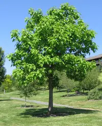 northern catalpa (Catalpa speciosa) plant