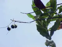 Queensland Macadamia