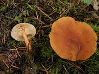 Candy Cap (Lactarius rubidus) plant
