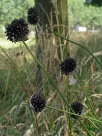 wild garlic