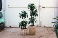 Corn Plant (Dracaena fragrans 'Dorado') plant