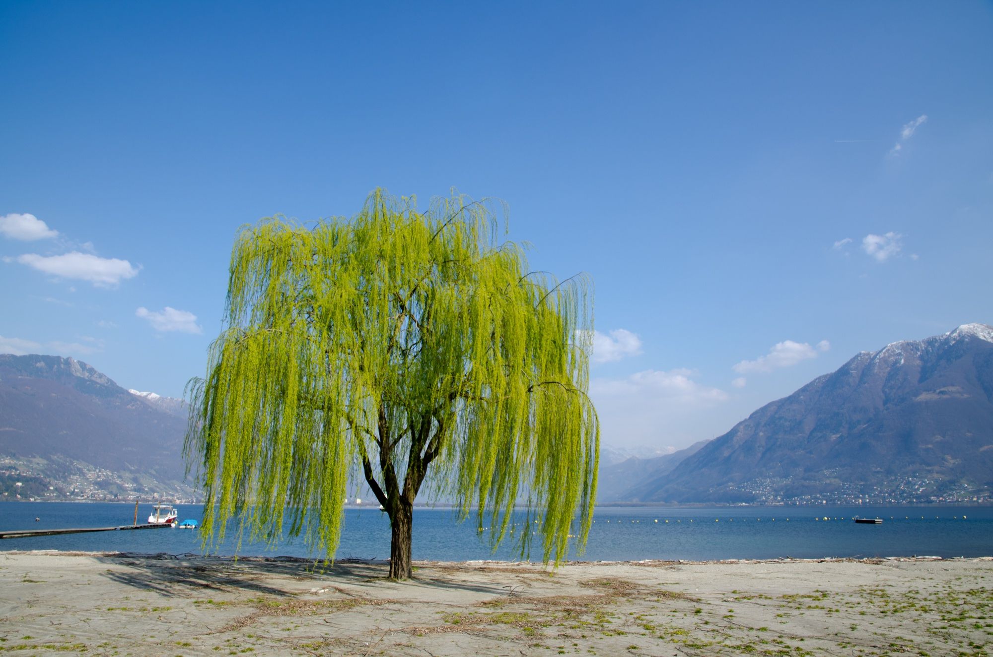Trees to Avoid Planting in Front of House - Weeping Willow