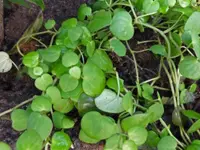 Vining Peperomia (Peperomia serpens) plant