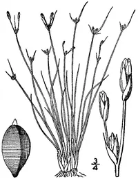 densetuft hairsedge (Bulbostylis capillaris) plant