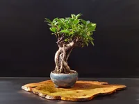 Ficus microcarpa in the container