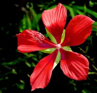 Texas Star hibiscus