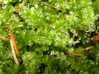 Many-fruited Thyme-moss (Plagiomnium affine) plant