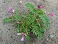 Astragalus longidentatus