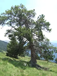Mountain Pine