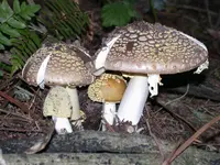 Western Yellow-veiled Amanita