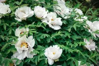 Gardenia flowers