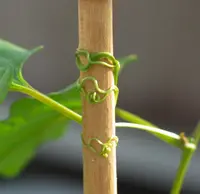 American buckwheat vine (Brunnichia ovata) plant