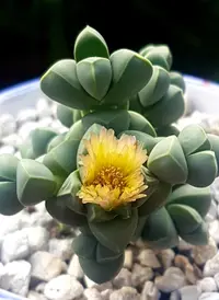 ice plant