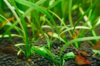 Sagittaria subulata