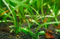 Sagittaria subulata