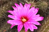 Brandegee's Hedgehog Cactus