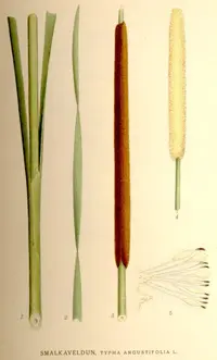 lesser bulrush