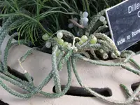 Mistletoe Cactus