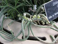 Mistletoe Cactus