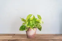 Epipremnum aureum 'Neon' indoor