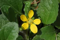 Green and Gold (Chrysogonum virginianum) plant