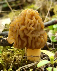 wrinkled thimble morel