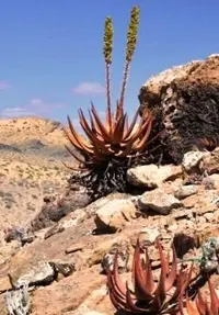 Gariep aloe (Aloe gariepensis) plant