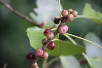 Ficus religiosa berry