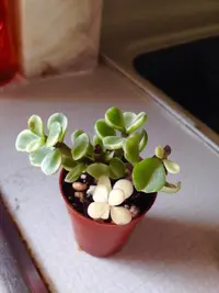 Elephant Bush