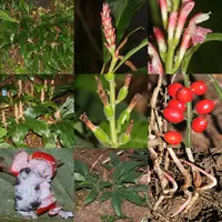 Alpinia japonica