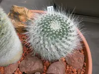 Mammillaria hahniana