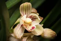 Four-Season Orchid