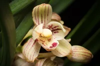 Four-Season Orchid