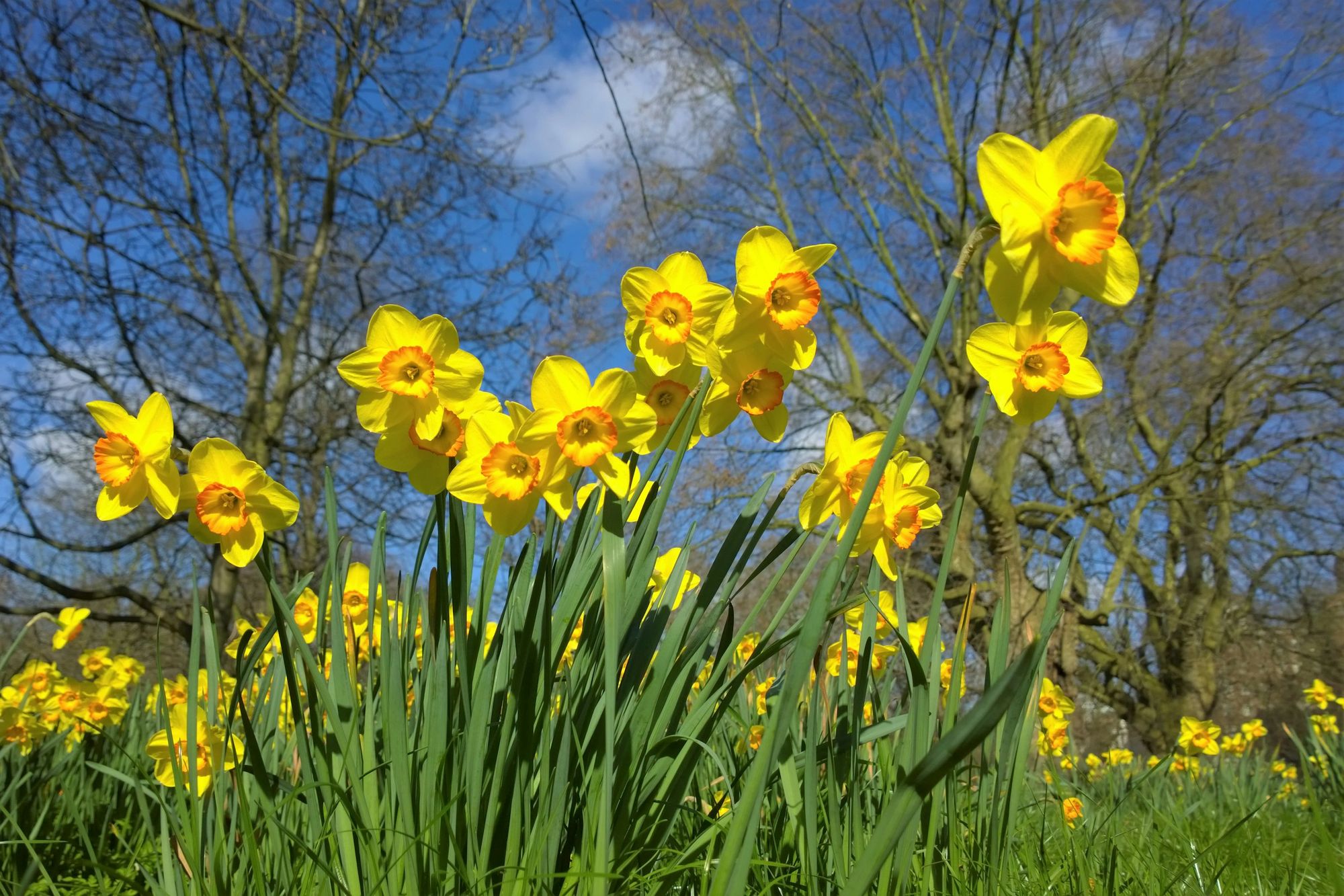10 Easy Garden Flowers to Grow - Daffodil