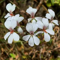 Pelargonium multibracteatum (Pelargonium multibracteatum) plant
