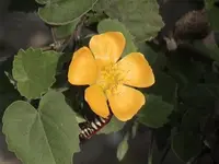 monkeybush (Abutilon indicum) plant